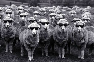 Gang of sheep wearing shades, link to url: https://www.woolmark.com/environment/regenerative-agriculture/
